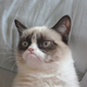Illustration for article titled Grumpy Cat earns less than $100 million but still more than you